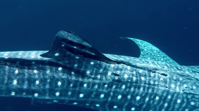 Extreme close up of the unique skin pattern of a whale shark swimming past, Sogod Bay, Southern Leyte, Philippines.