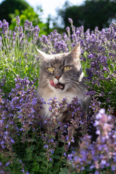 gray longhair cat surrounded by a field of flowering catnip plants, outdoors in sunny garden