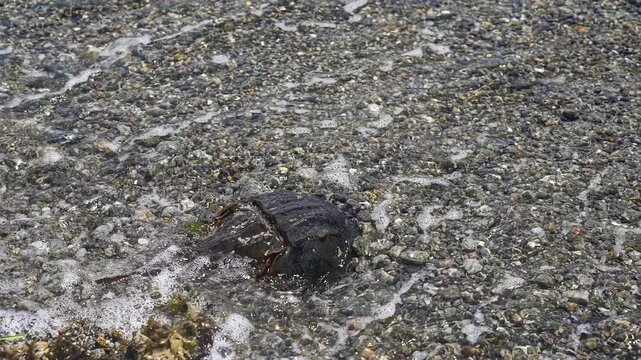 Slow motion footage of a living horseshoe crab, limulus polyphemus, moving on a pebbly beach while gentle waves wash ashore