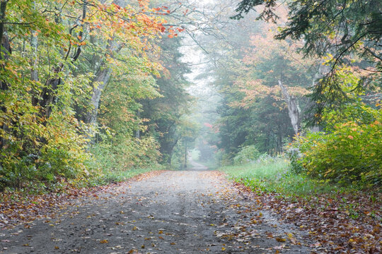 Dried leaves on a vacant road