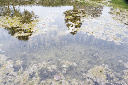 Planktons aggregated under water