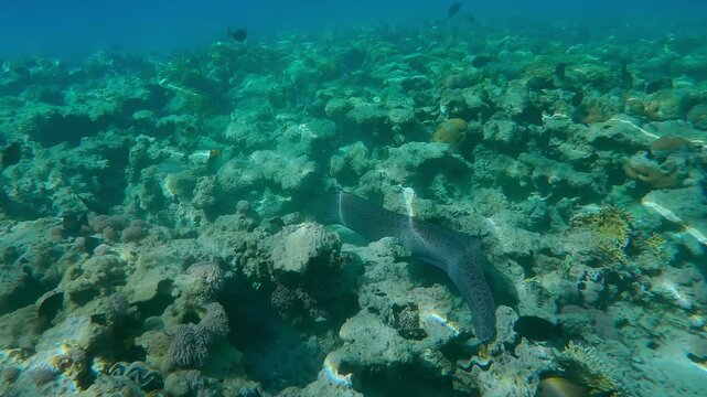 Accompanying from the back to the Giant Moray Eel, Gymnothorax javanicus swims between corals above flat-top on shallow coral reef in bright midday sun glare, Full body 