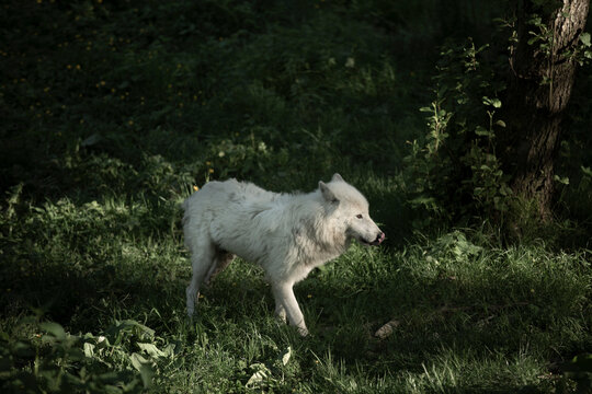 Artic wolf