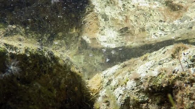Underwater view of rocky seabed with algae and particles drifting in sunlight