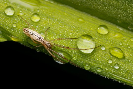 Stretch spider (Tetragnatha) among heavy dew
