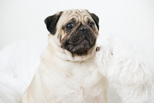 Close-up of a Pug and a Maltese dog