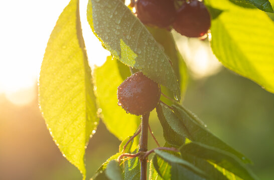 Macro shot of a wet ripe red cherry with water droplets hanging on a branch in golden hour backlighting. Meadow orchard, Swabian Alb, Germany.