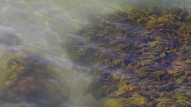 Top View of Ocean Floor with Seaweed and Sunlight Through Calm Waves