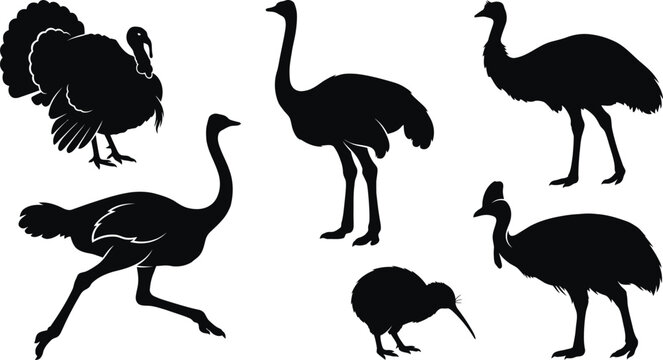 Flightless bird silhouettes ostrich emu kiwi and turkey vector collection