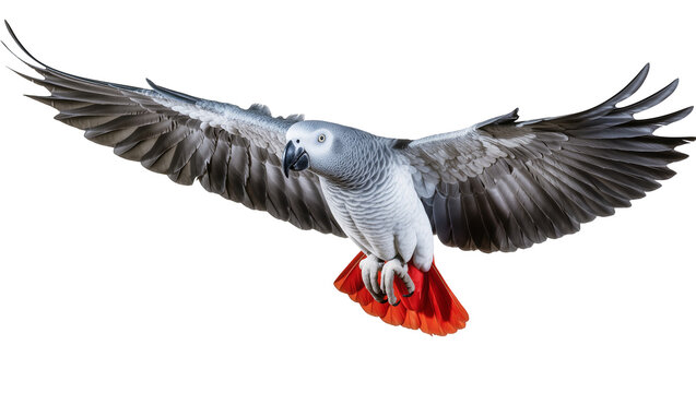 African Grey Parrot in flight with spread wings and red tail feathers