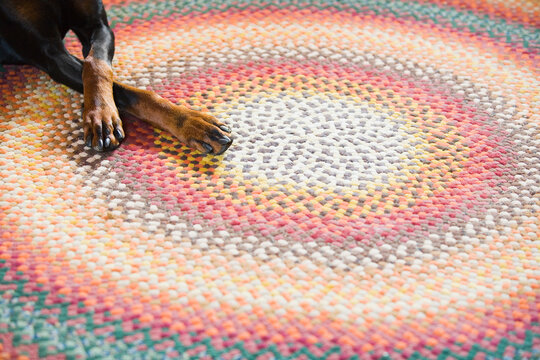 Dog relaxing on braided rug