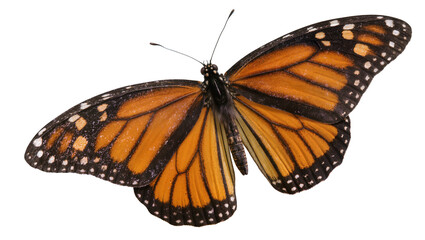 Monarch butterfly with orange black, and white wings © Eva