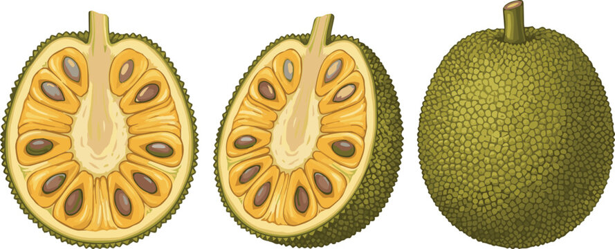 Detailed vector illustration of jackfruit, featuring the bumpy green exterior and a cross-section showing the golden yellow pods and seeds, rendered in a realistic style on a white background