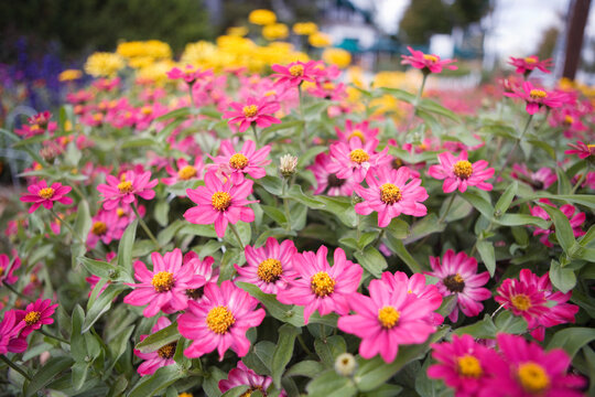 Pink and yellow flowers in a garden