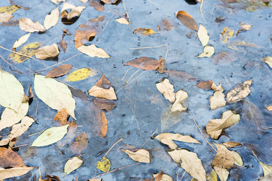 Dried leaves in frozen water
