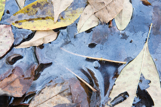 Dried leaves in frozen water