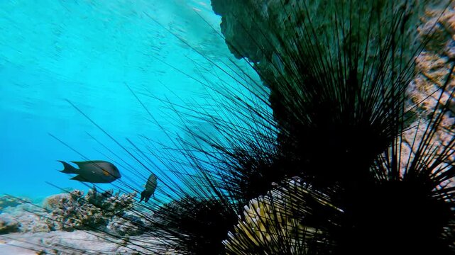 Close-up, group of Black Long Spined Sea Urchins, Diadema setosum, hiding from the midday sun under fossilized coral array on inner shallow coral reef, in turquoise water surface background