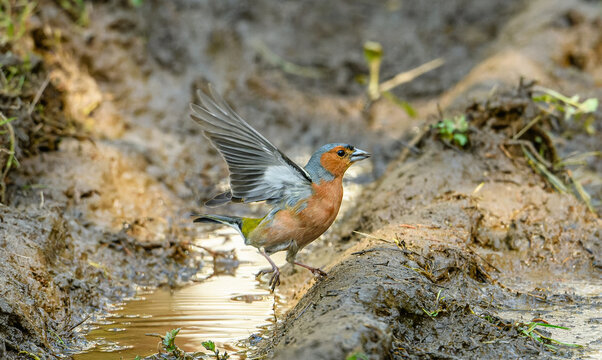 Eurasian or common chaffinch (Fringilla coelebs) on ground
