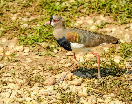 southern lapwing (Vanellus chilensis) or quero-quero or tero