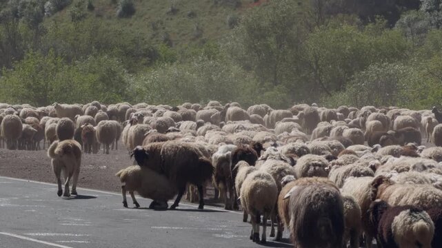 A large flock of sheep walks along a paved road in Armenia. The mountains rise steeply near the road.
