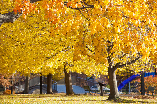 Autumn trees with a footbridge in a park