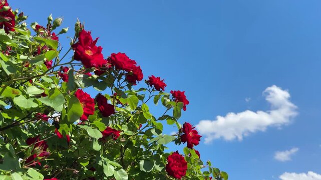 Rose shrub with bright red roses flowers against blue sky.