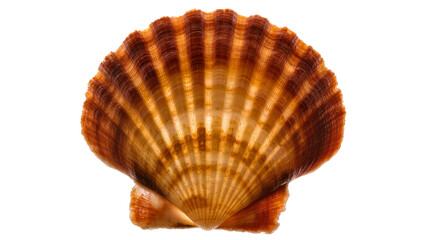 Orange and brown scallop shell with radiating ribs © Eva