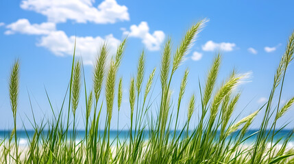 Fototapeta premium Coastal Grass Under a Sunny Sky