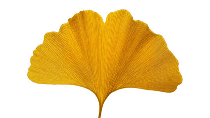 Naklejka premium Golden yellow Ginkgo Biloba leaf with detailed veins