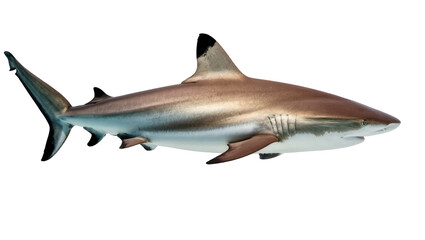 Fototapeta premium Blacktip Reef Shark swimming with sleek body and fins