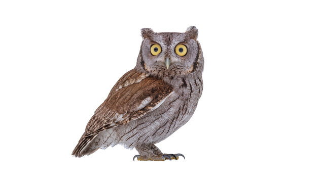 Eurasian scops owl with yellow eyes and grey brown plumage
