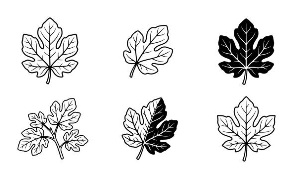 Fig Leaves Vector Set: Black and White Outline Botanical Illustrations, Natural Elements for Design