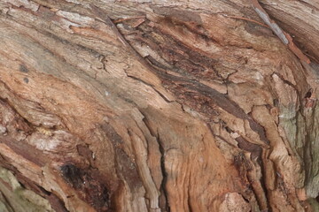 Fototapeta premium Close‑up of an aged tree trunk showing intricate bark patterns in brown, tan, and gray tones