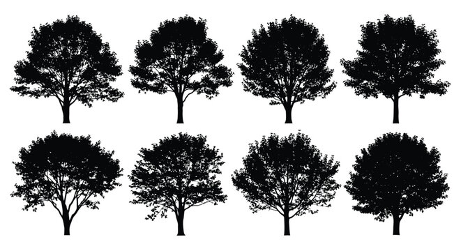 Tree Silhouettes Collection On White Background Botanical Shapes