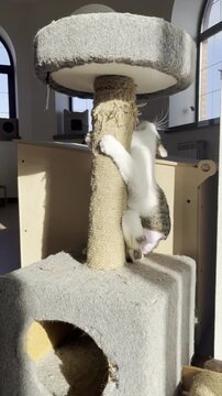 A tabby and white disabled cat climbs a sisal scratching post, licks its lips, and jumps down while another black cat watches nearby in a sunny room