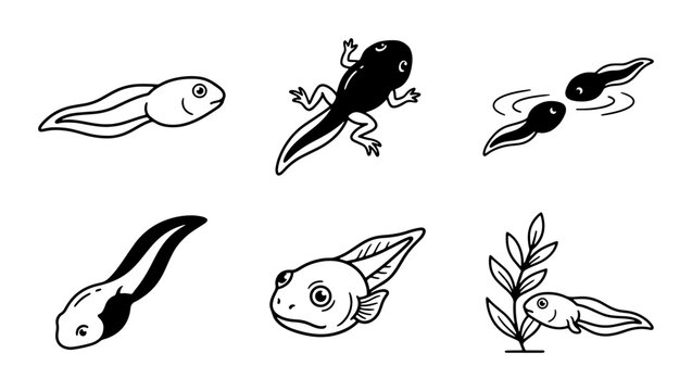 Tadpole Life Cycle Stages, Frog Metamorphosis, Aquatic Life, Simple Vector Illustrations