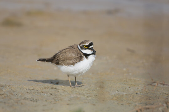 A vivid close-up of a male Little Ringed Plover (Charadrius dubius) standing perfectly still on a sandy and slightly muddy shoreline.