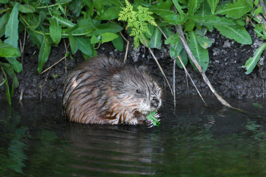A crisp close-up of a wet Muskrat (Ondatra zibethicus) sitting partially submerged in dark water at the riverbank, holding and eating fresh green shoots.