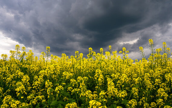 A rapeseed field in full bloom as rain approaches, with very dark, threatening clouds in the sky. Rapeseed is grown for animal feed and biofuel. Yellow flowers contrast with the gray sky.