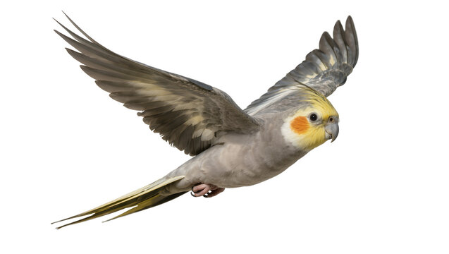 Cockatiel bird in flight grey body yellow crest, orange cheeks