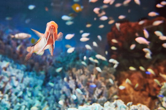 Small colorful coral reef fish swimming upward with a large school of tiny fish blur background