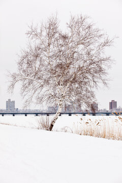 Birch tree on the esplanade with Charles River and Harvard Bridge in the background