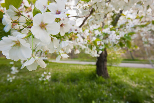 Cherry Blossoms in Arnold Arboretum