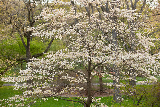 Dogwood tree blooming in Arnold Arboretum