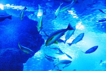Low angle view of diverse marine fish swimming in a massive clear blue water aquarium dome tank © 현태 박