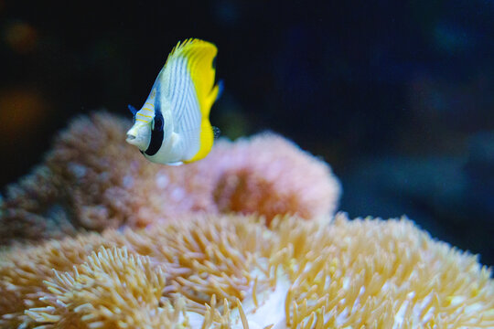 Colorful butterflyfish swimming gracefully over a soft coral polyp colony under macro lighting