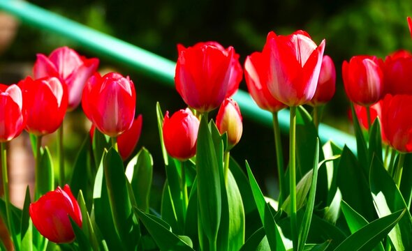 Red colorful tulips in the park on a sunny day blossom in green nature floral background