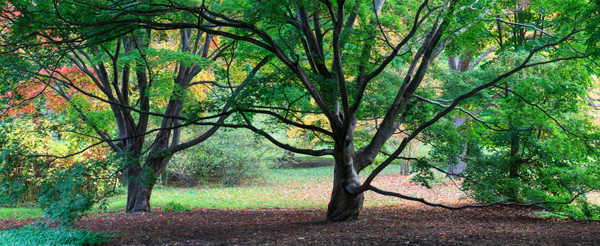 Trees in Arnold Arboretum