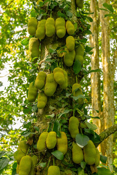 A tree trunk is densely packed with numerous large, spiky, green jackfruits hanging from the bark