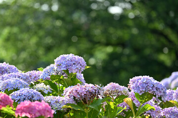 Obraz premium Beautiful blue and purple hydrangea flowers with blurred green background and copy space